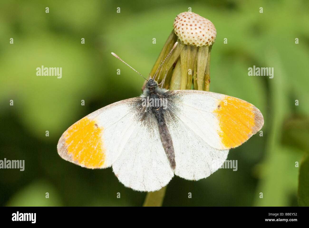 Punta arancione farfalla (Anthocharis cardamines) Foto Stock
