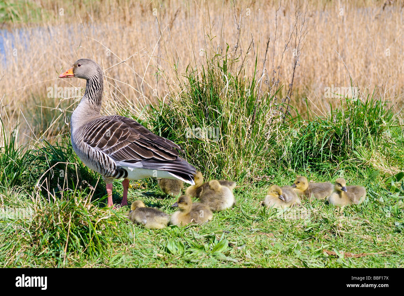 Un Oca Graylag continua a guardare come il suo branco di otto Goslings Resto Foto Stock