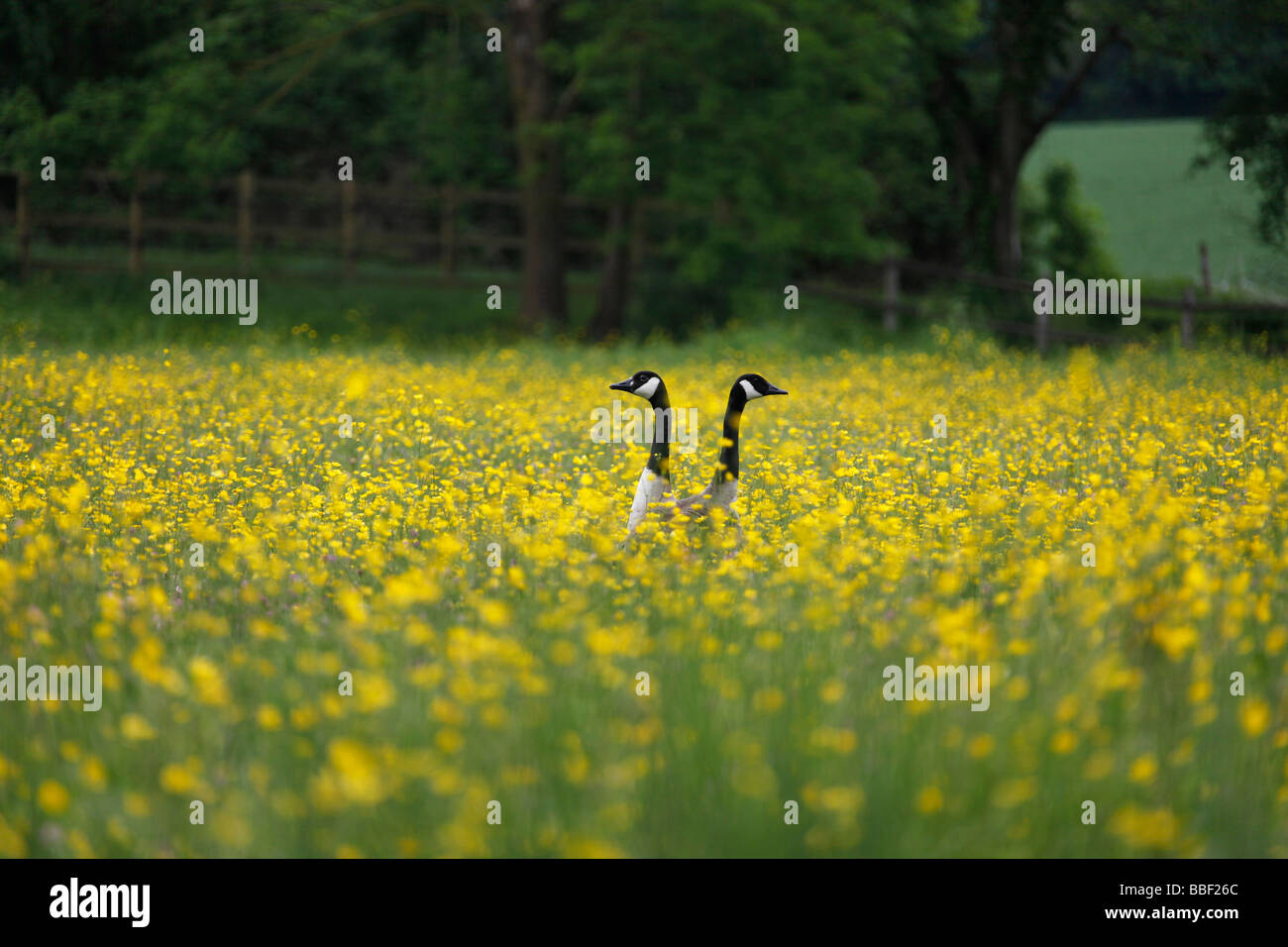Le oche in un campo di fiori gialli, campagna francese, Fontainebleau Foto Stock