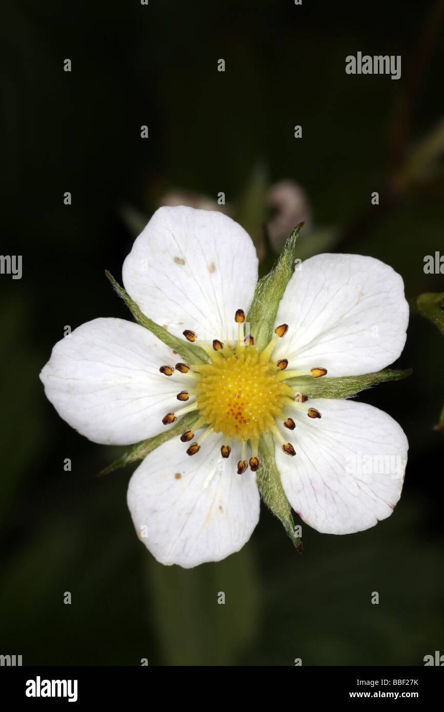 Close-up di un fiore di Fragaria spp - Comune di piante di fragola Foto Stock
