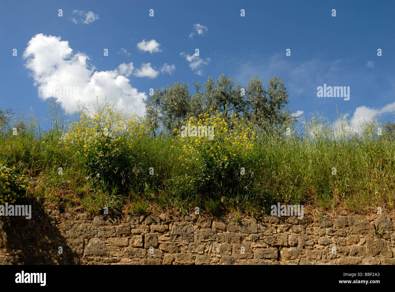 Toscana (Toscana) Italia, cluster di piante con fiori di colore giallo che cresce su vecchio muro di pietra contro il cielo con il cloud Foto Stock