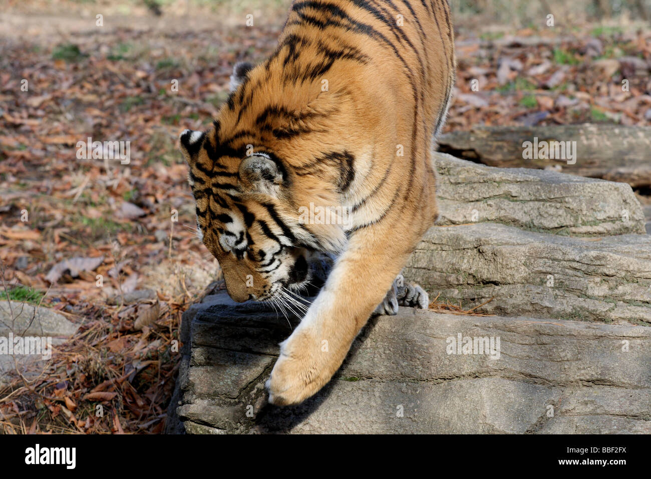 Un vicino la foto di una tigre Foto Stock