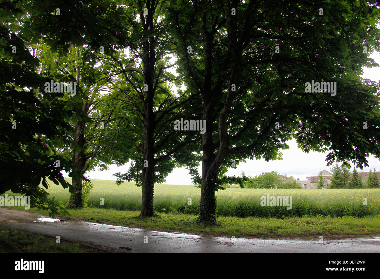 Campagna francese nei pressi di Fountainebleau, Francia Foto Stock