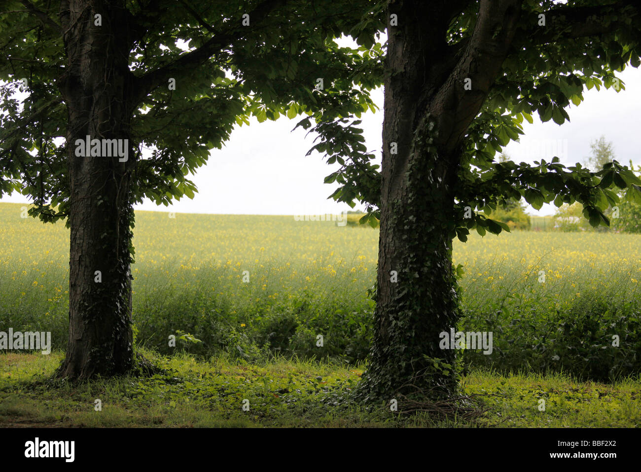 Campagna francese nei pressi di Fountainebleau, Francia Foto Stock