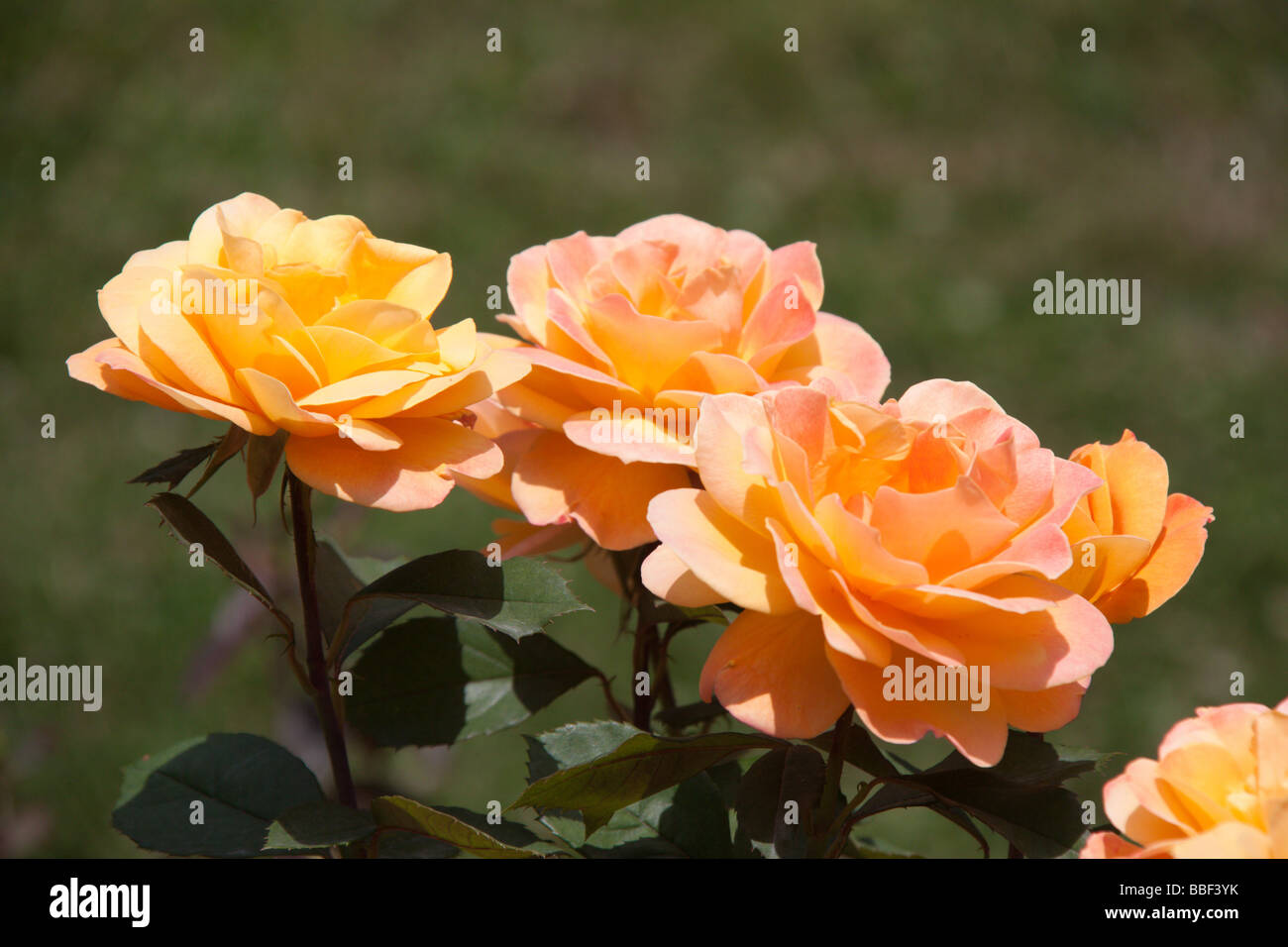 Le rose a Duke Gardens, Durham NC USA Foto Stock