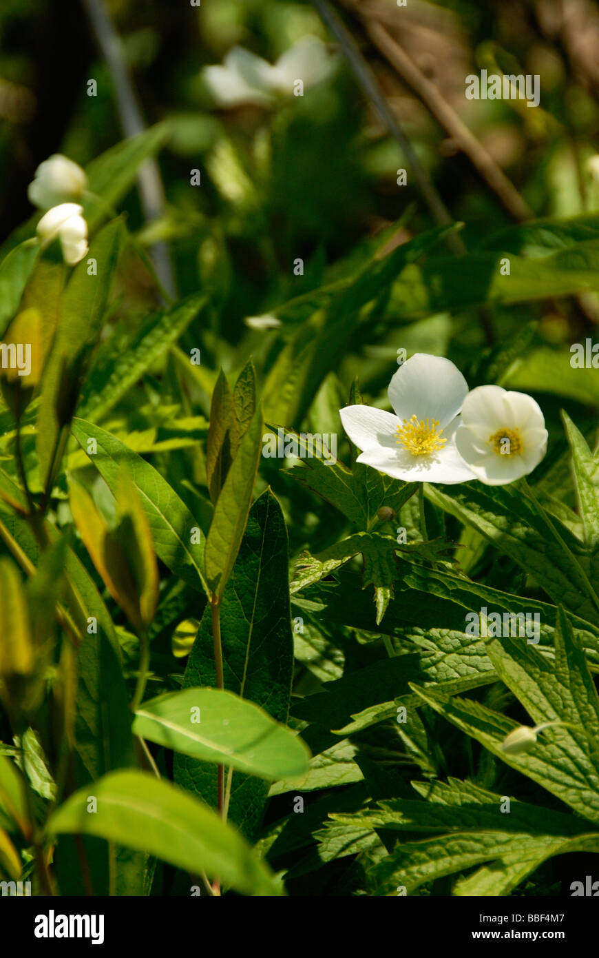 Poco bianco fiori selvatici Foto Stock