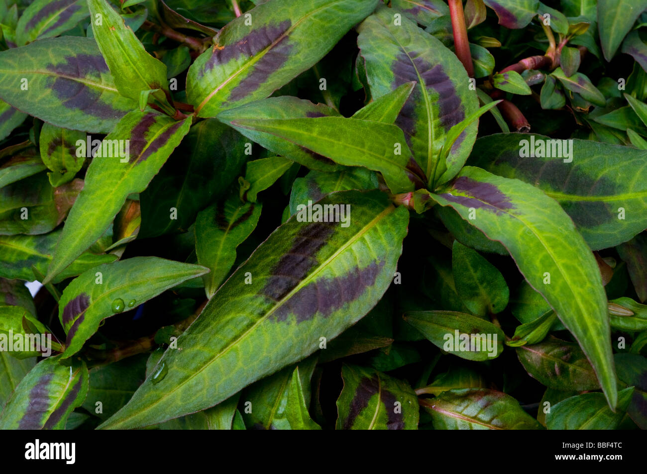 Il coriandolo vietnamita o menta Persicaria odorata syn Polygonum odoratum poligonacee Foto Stock