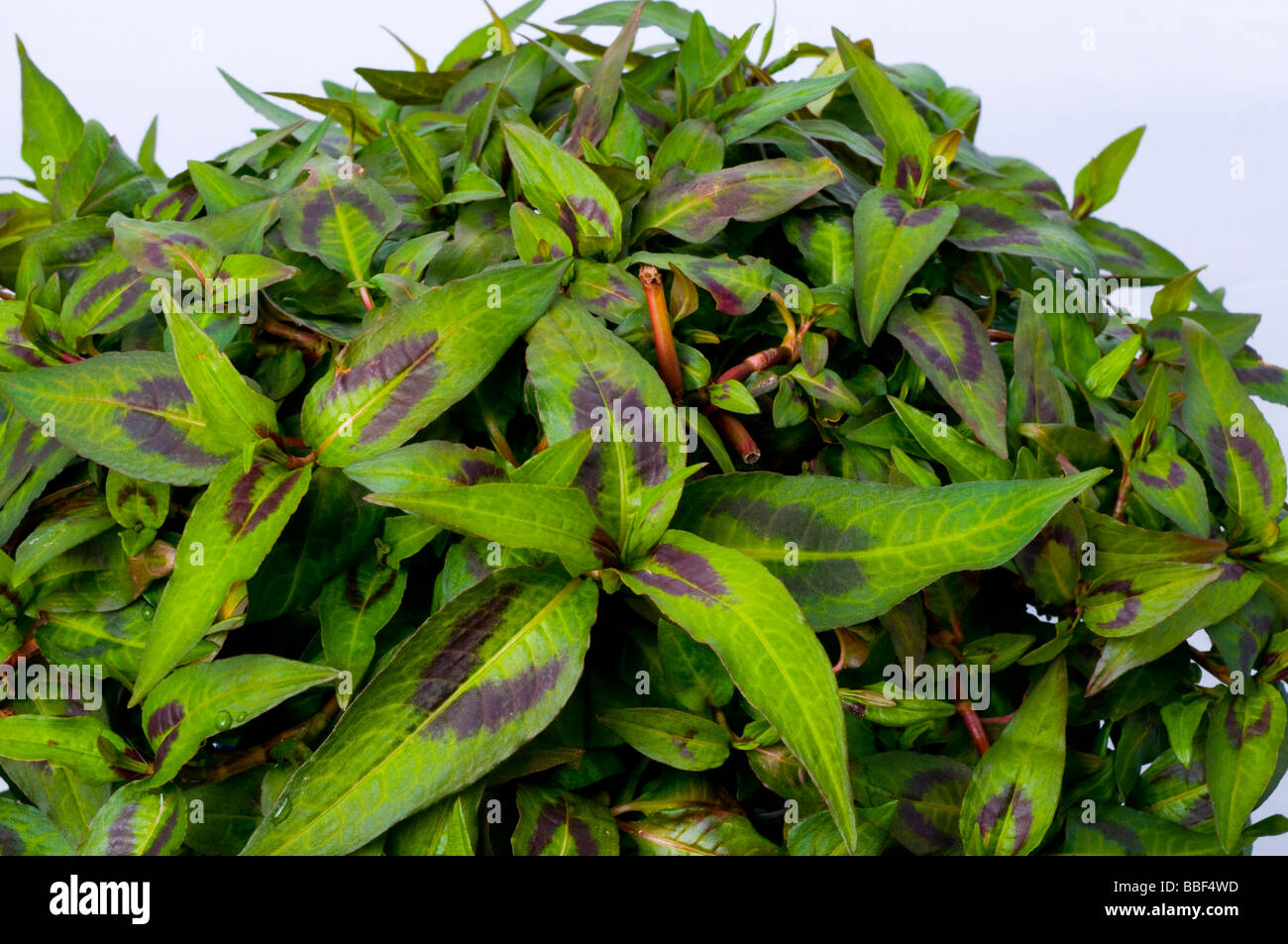 Il coriandolo vietnamita o menta Persicaria odorata syn Polygonum odoratum poligonacee Foto Stock