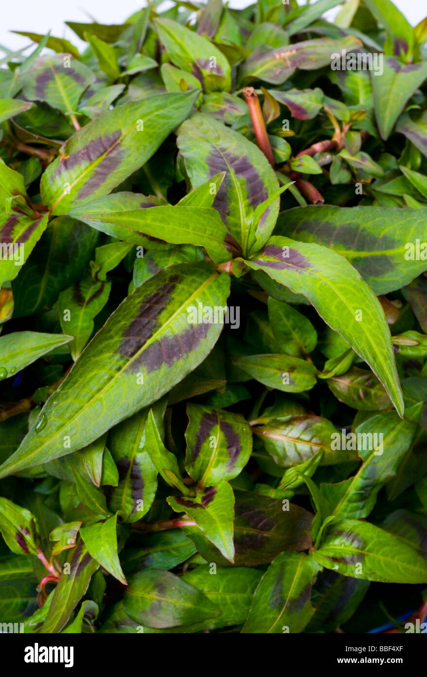 Il coriandolo vietnamita o menta Persicaria odorata syn Polygonum odoratum poligonacee Foto Stock