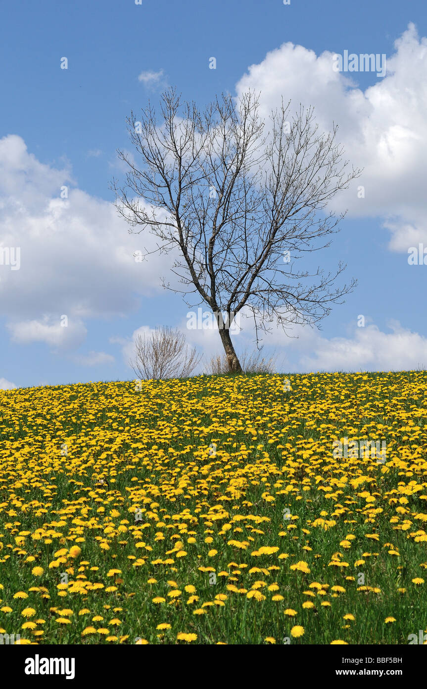 Albero in fiori di tarassaco. Foto Stock