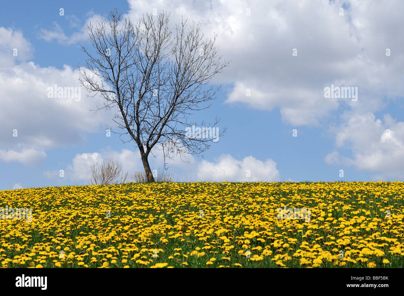 Albero in fiori di tarassaco. Foto Stock