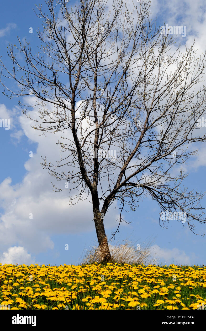 Albero in fiori di tarassaco. Foto Stock
