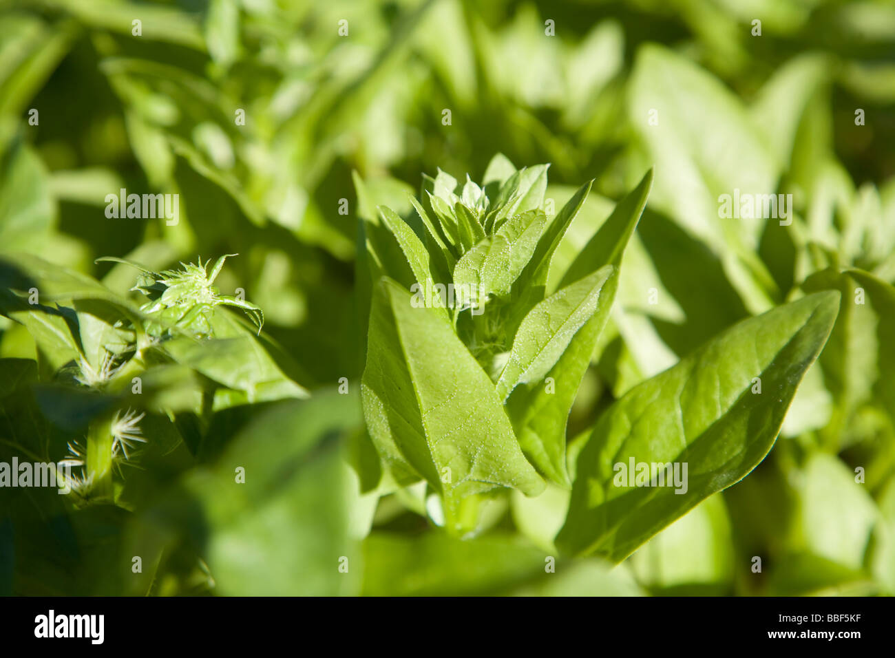 Close up Tarpy F1 di foglie di spinaci crescente Foto Stock