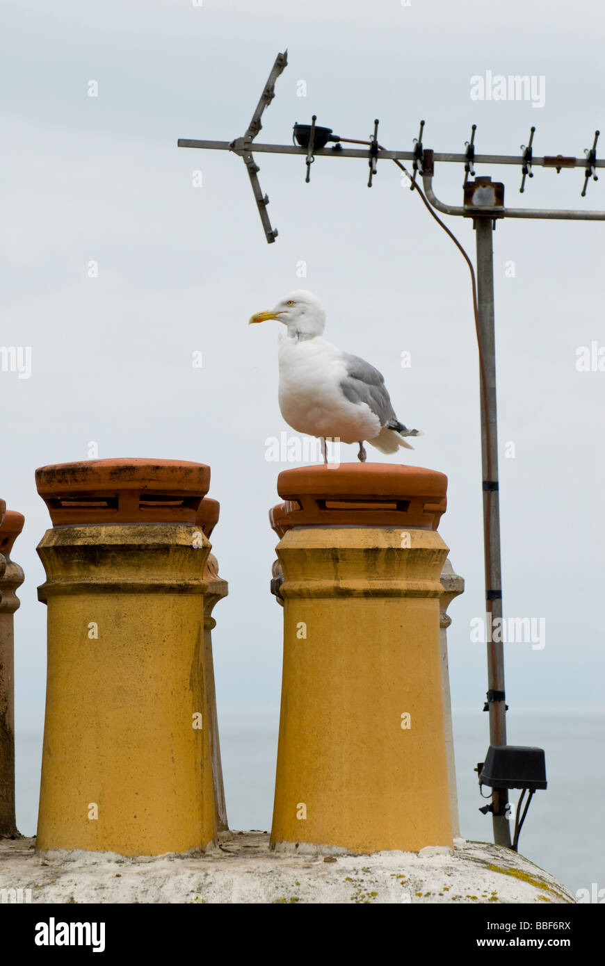 Broadstairs Kent, Inghilterra, Regno Unito. Aringa Gabbiano (Larus argentatus) seduto sul comignolo Foto Stock