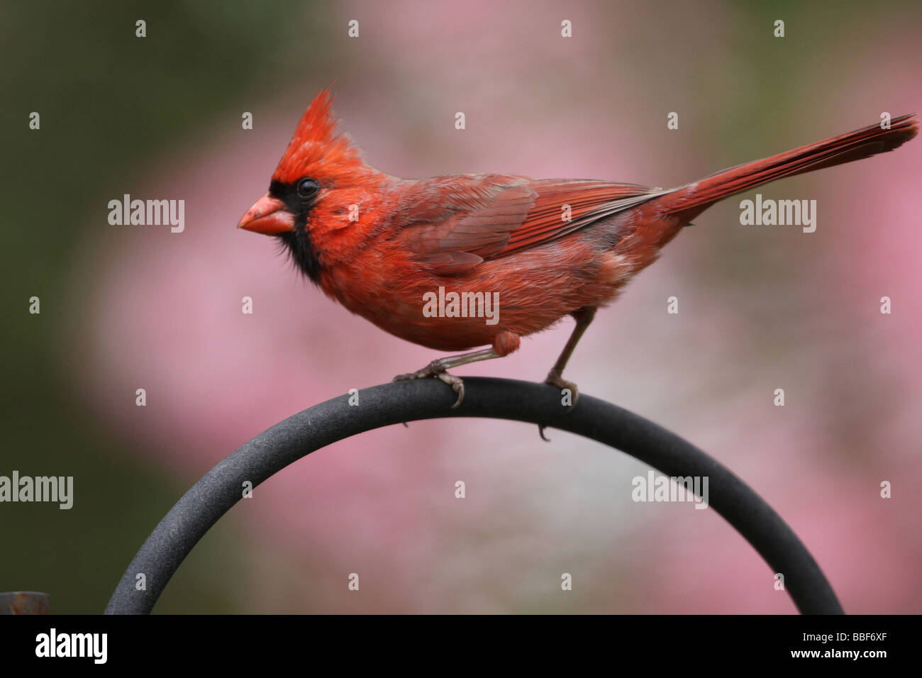 Il cardinale colorato sanguinello tree uccello maschio alimentatore Foto Stock