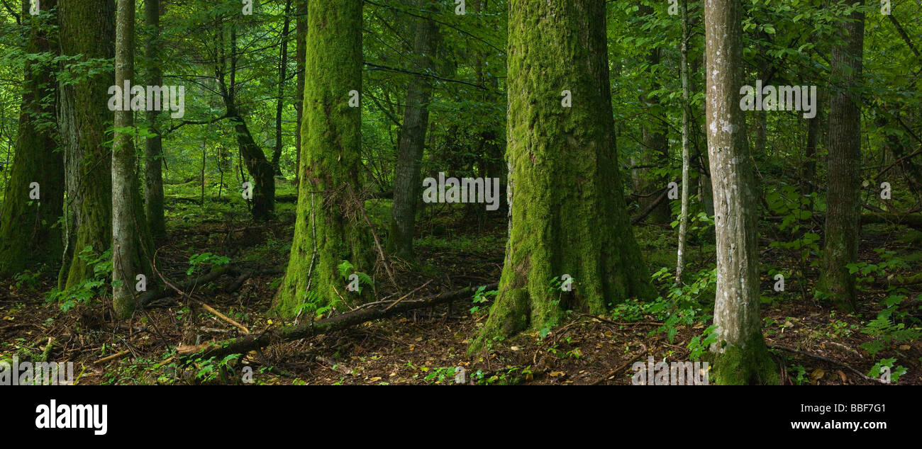 Bosco di latifoglie con il vecchio albero moss avvolto in primo piano la Polonia podlasie riserva del paesaggio della Foresta di Bialowieza Foto Stock