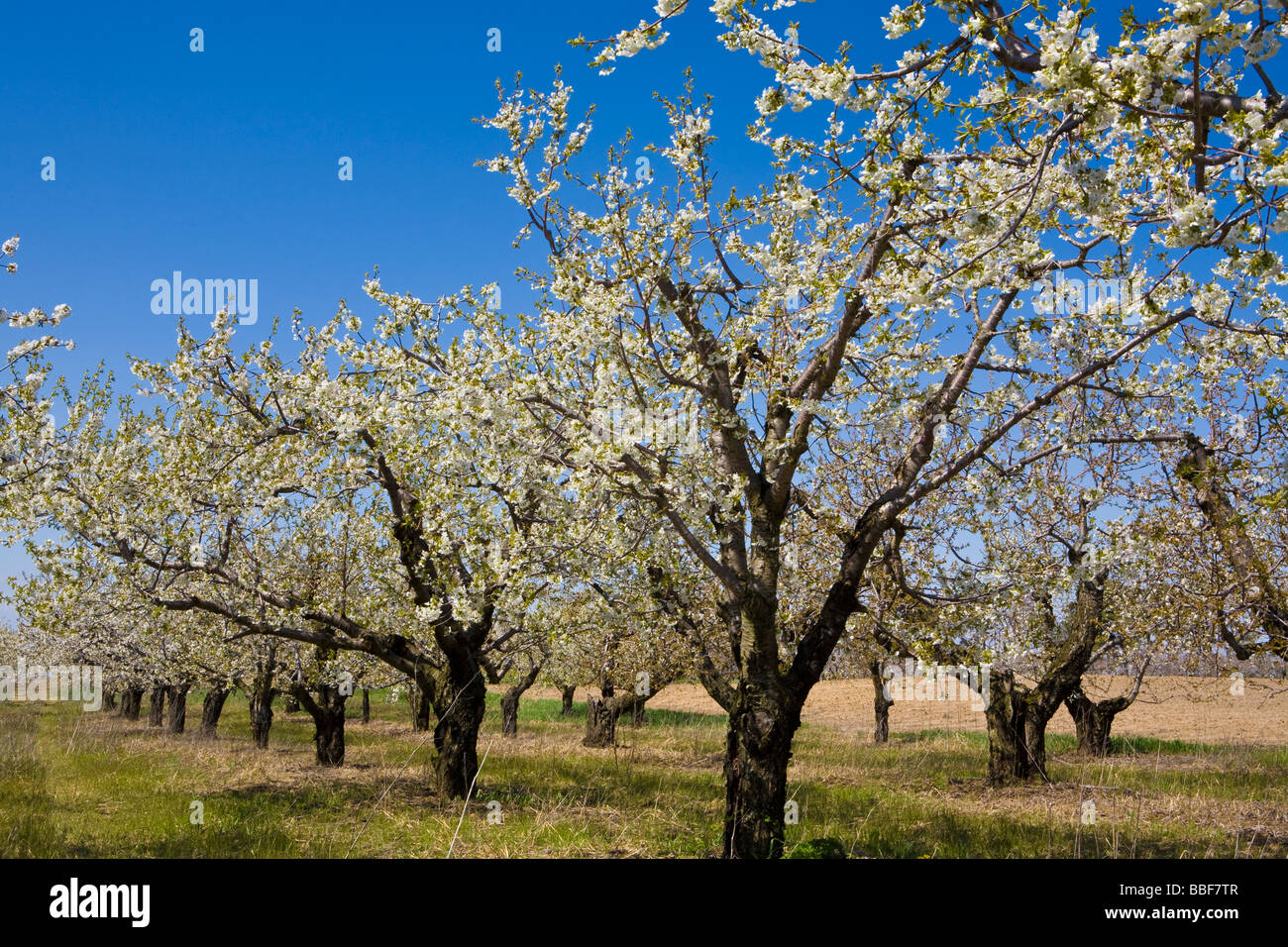 Appletrees in Bloom Southwestern Ontario Canada Foto Stock