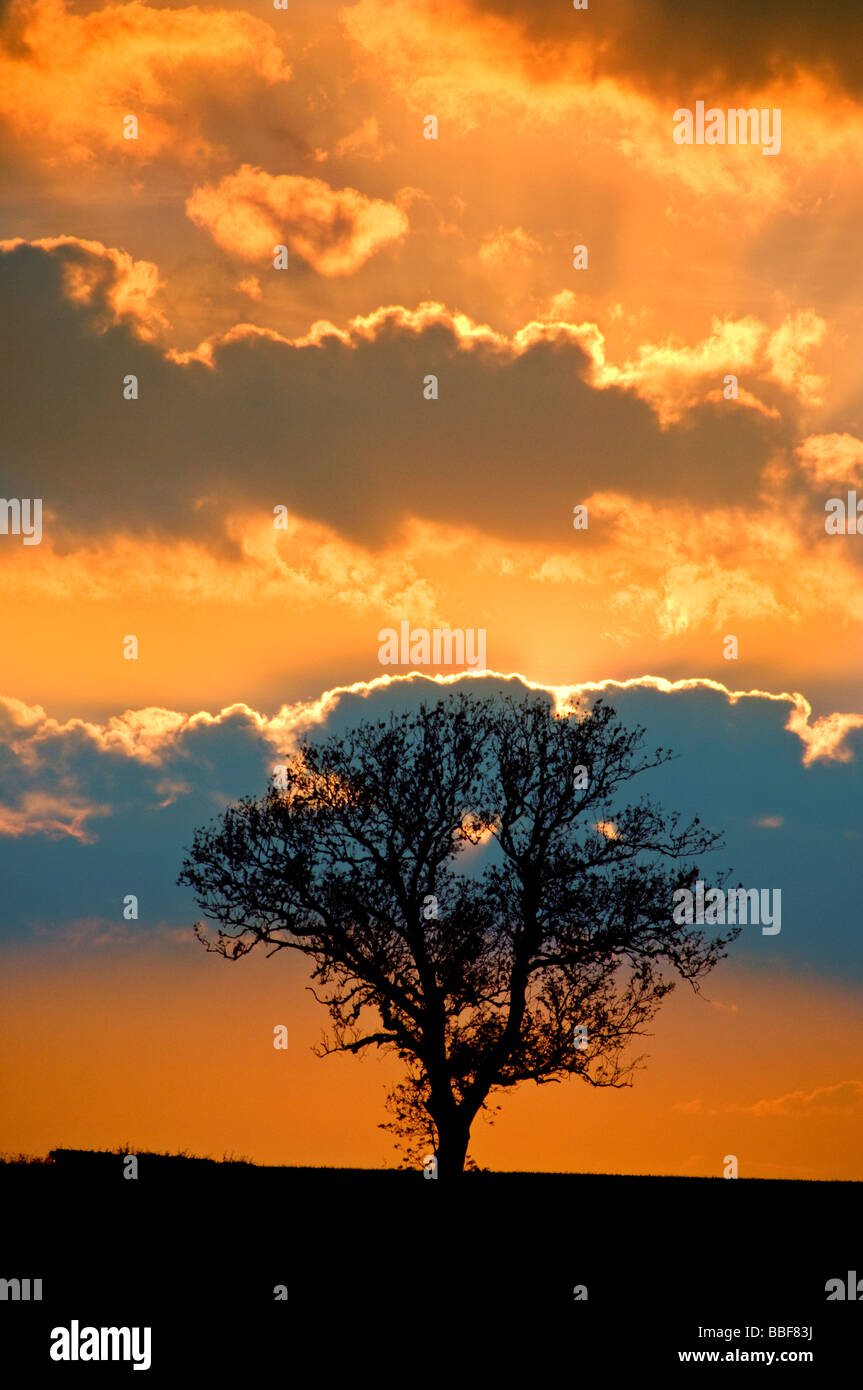 Lone Tree al tramonto Foto Stock