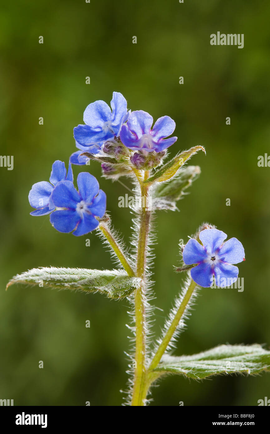 Verde, Alkanet Pentaglottis sempervirens. Steli molto ispido. Comune di fiori selvaggi nel Regno Unito. Foto Stock Verde, Alkanet Pentaglottis sempervirens. Steli molto ispido. Comune di fiori selvaggi nel Regno Unito. Foto Stock