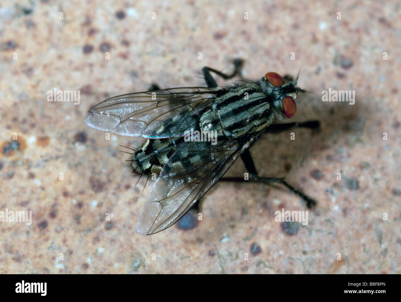 Casa fly Musca domestica Foto Stock