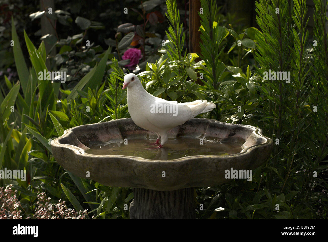 Una colomba bianca si fa uso di un giardino urbano bird bath. Foto Stock