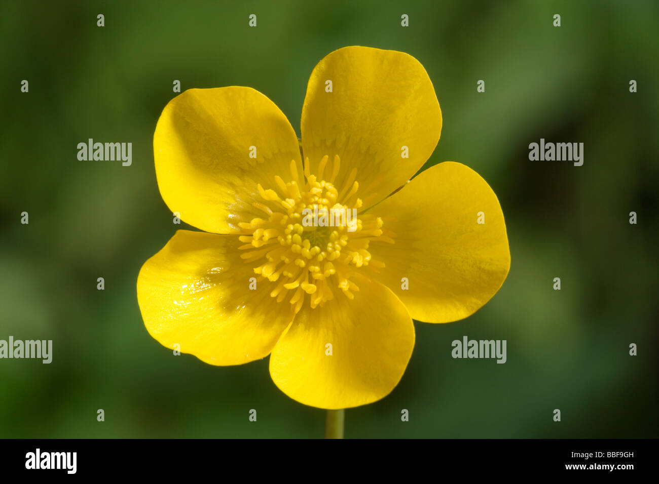 Ranuncolo fiore, close-up. Prato, ranuncolo Ranunculus acris. Regno Unito. Foto Stock Ranuncolo fiore, close-up. Prato, ranuncolo Ranunculus acris. Regno Unito. Foto Stock