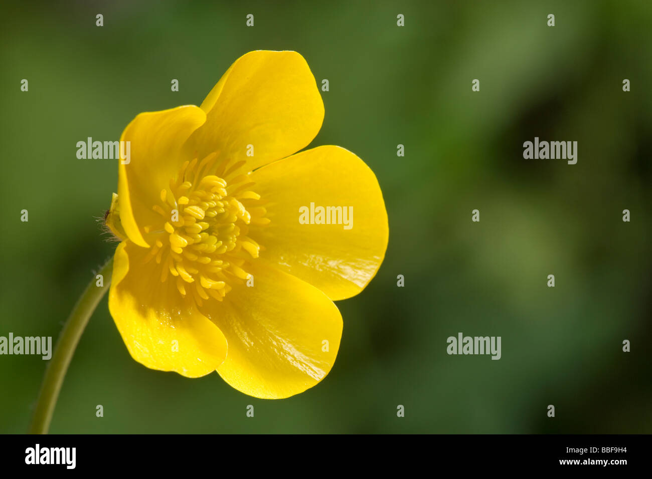 Ranuncolo fiore, close-up. Prato, ranuncolo Ranunculus acris. Regno Unito. Foto Stock Ranuncolo fiore, close-up. Prato, ranuncolo Ranunculus acris. Regno Unito. Foto Stock