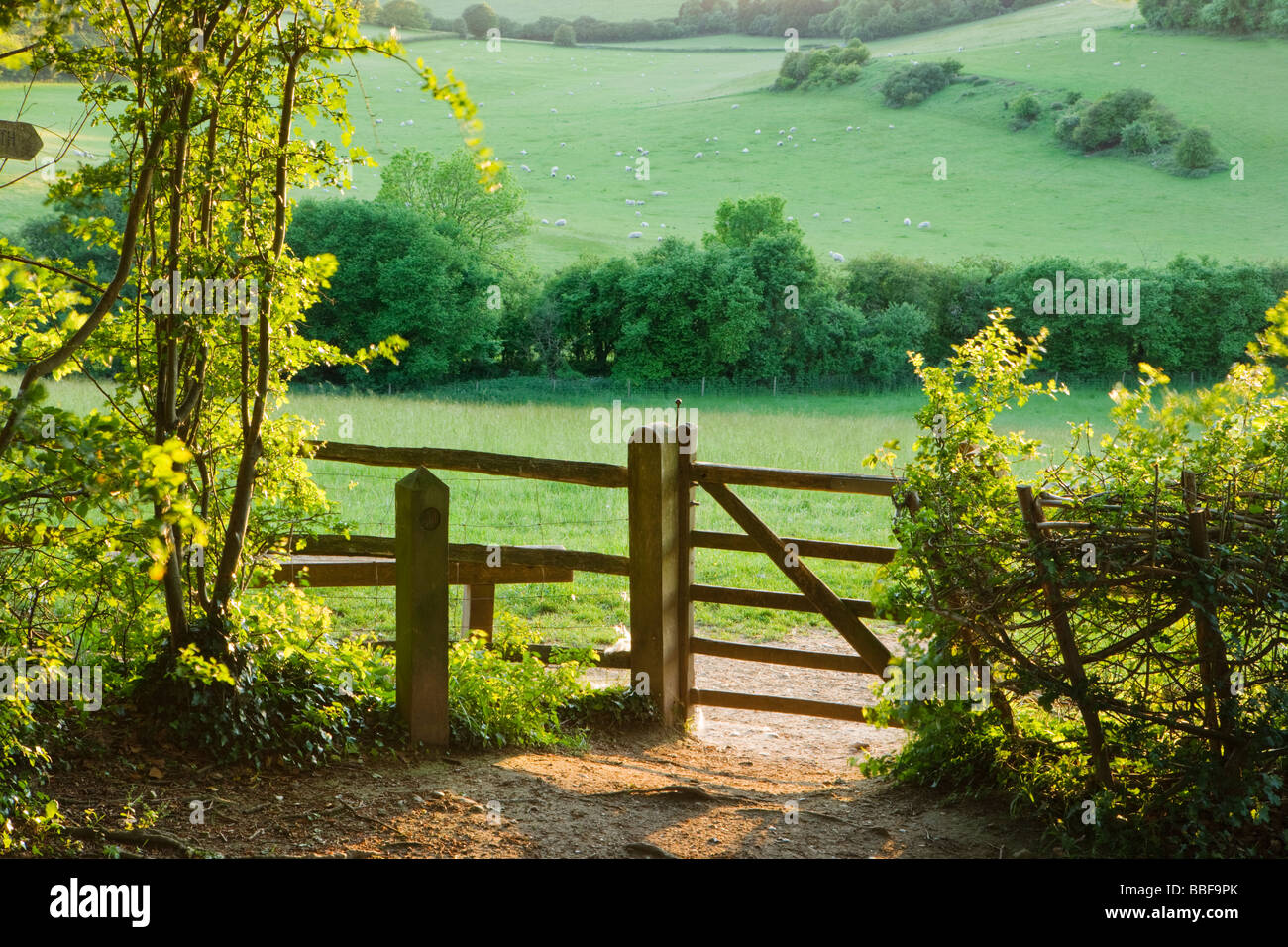 Il percorso, di gate e il campo con le pecore. North Downs, vicino a Dorking, Surrey, Regno Unito Foto Stock