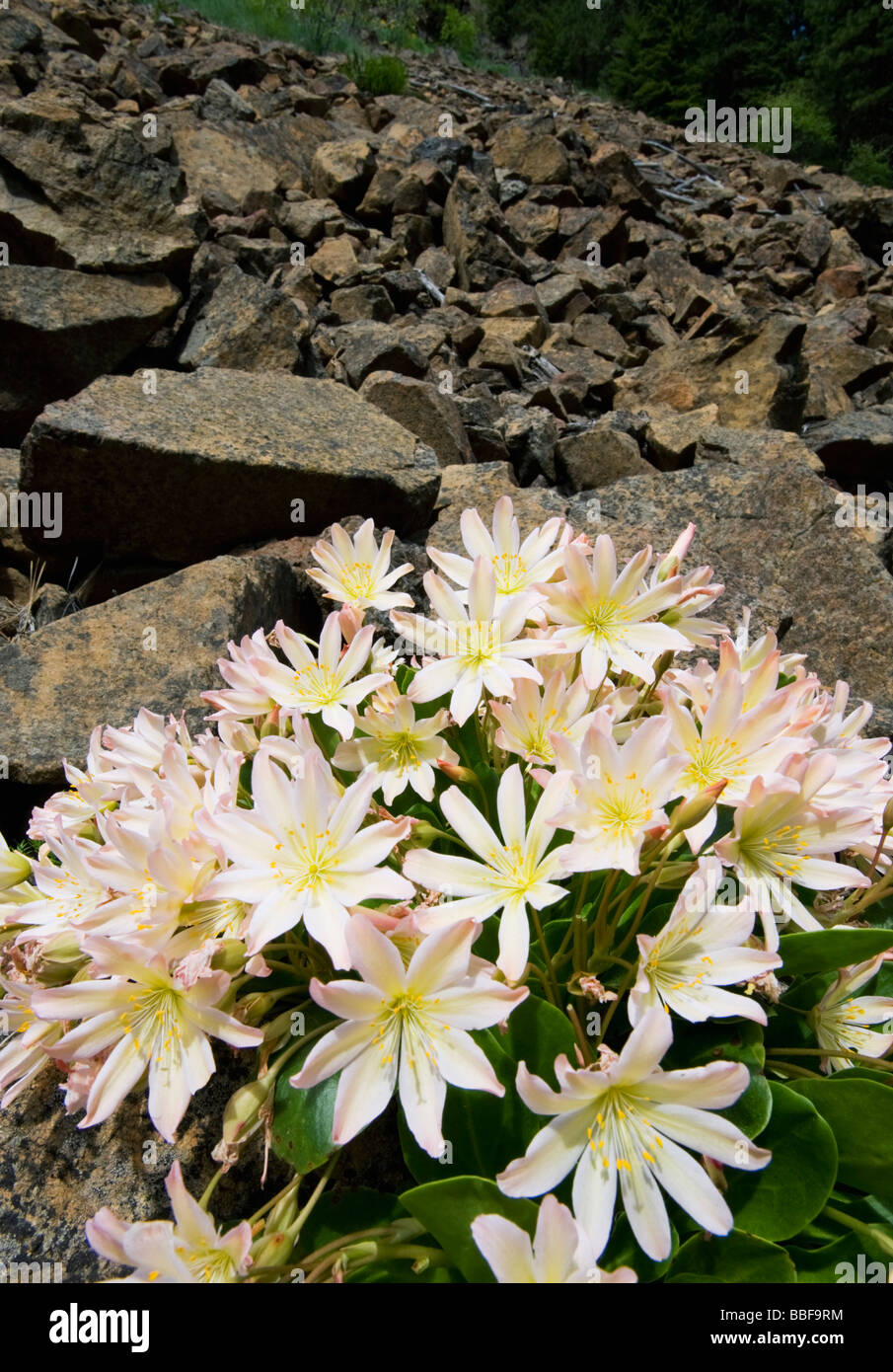 Wenatchee Rock Rose o Tweedy's Lewisia (Lewisia tweedyi) sono endemiche di fiori selvaggi, Eastern Washington, Cascade Mountains, STATI UNITI D'AMERICA, può Foto Stock