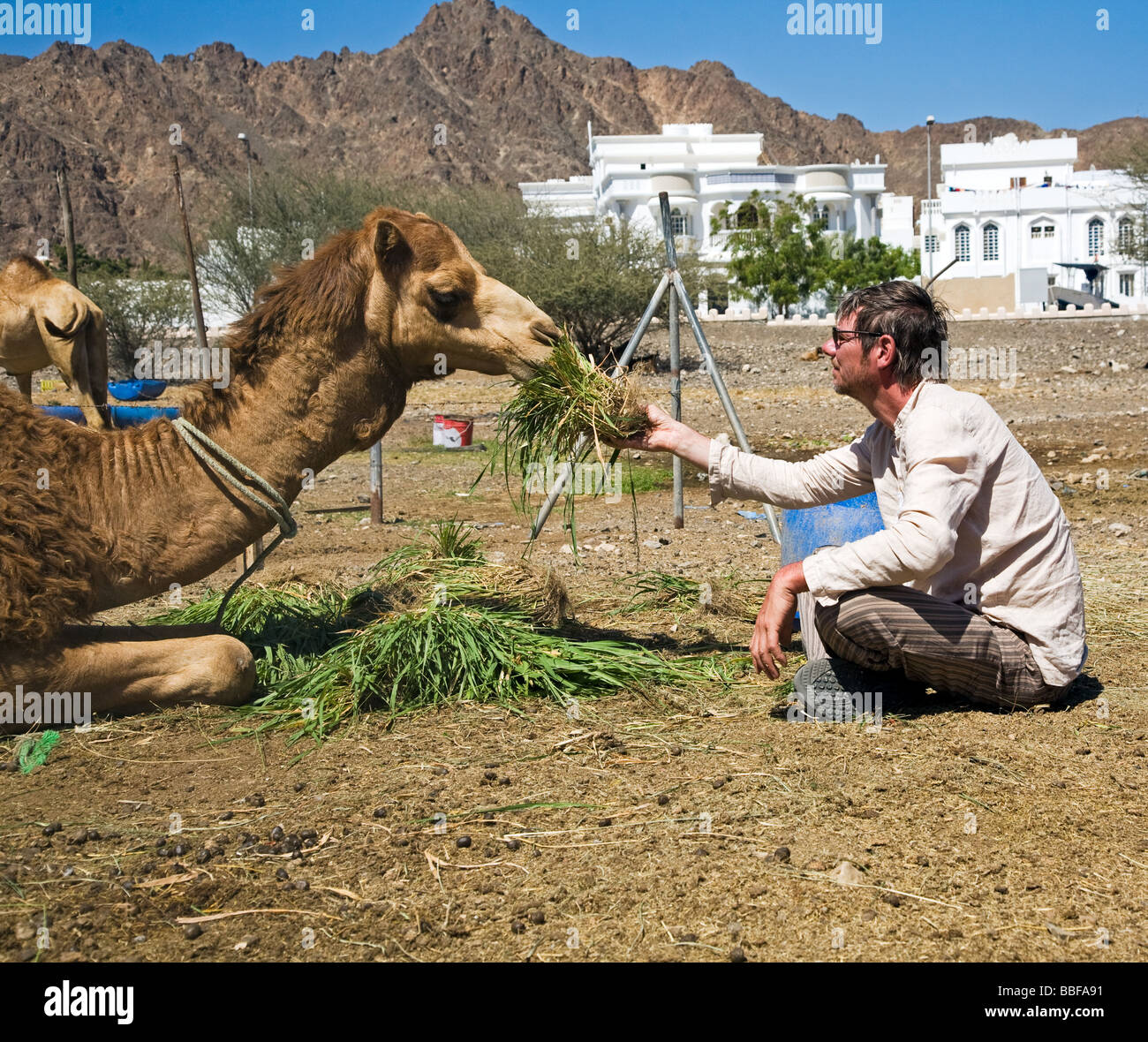 Alimentazione turistico camel nella capitale del sultanato di Oman, Muscat Maskat füttert turistica Kamele in der Hauptstadt Foto Stock