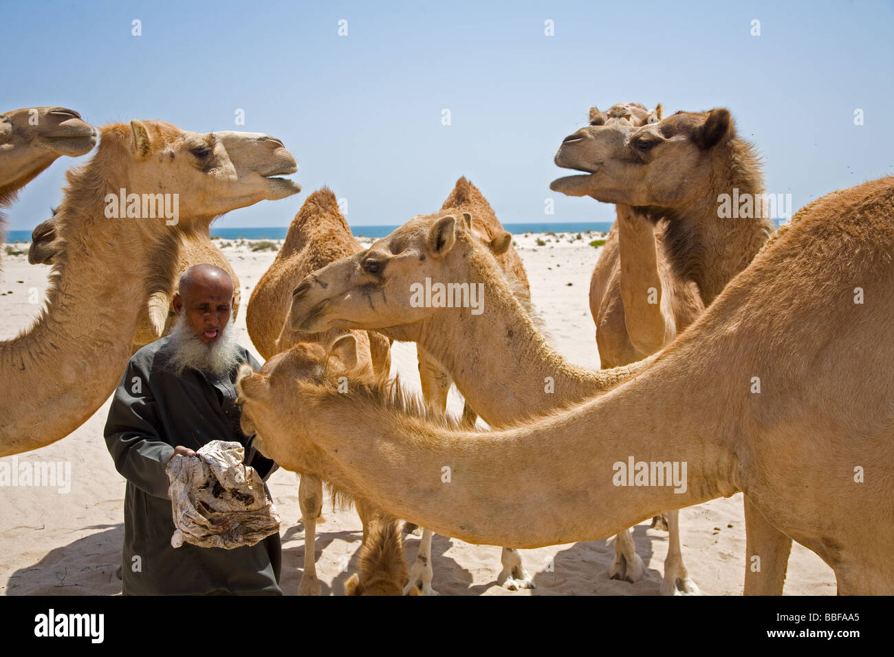 Il vecchio uomo Omani alimenta i suoi cammelli con date Alter Omani füttert seine Kamele mit Datteln Foto Stock