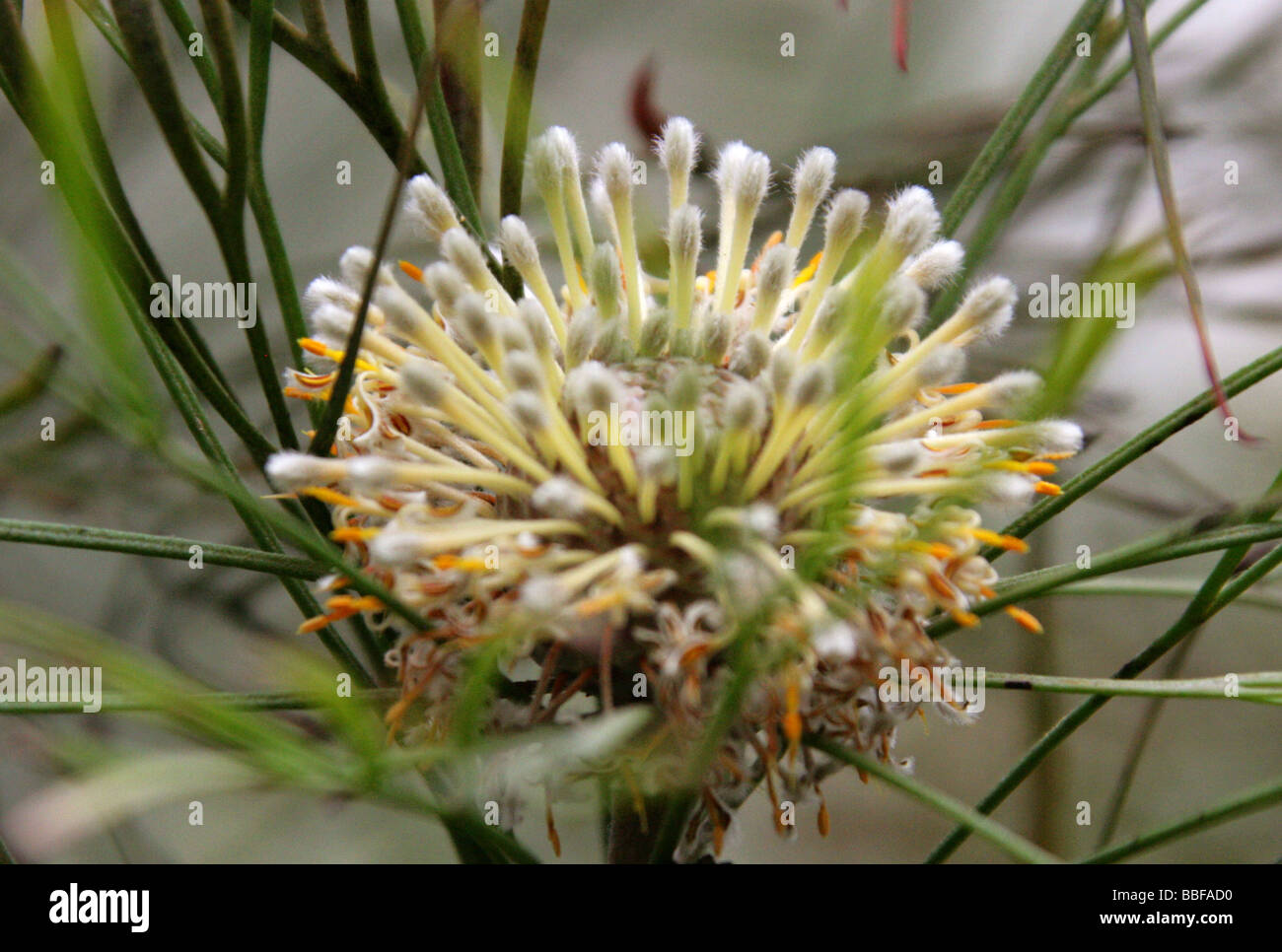 Cono di Nepean Bush, Isopogon dawsonii, Proteaceae, Sud Est Australia, Nuovo Galles del Sud Foto Stock