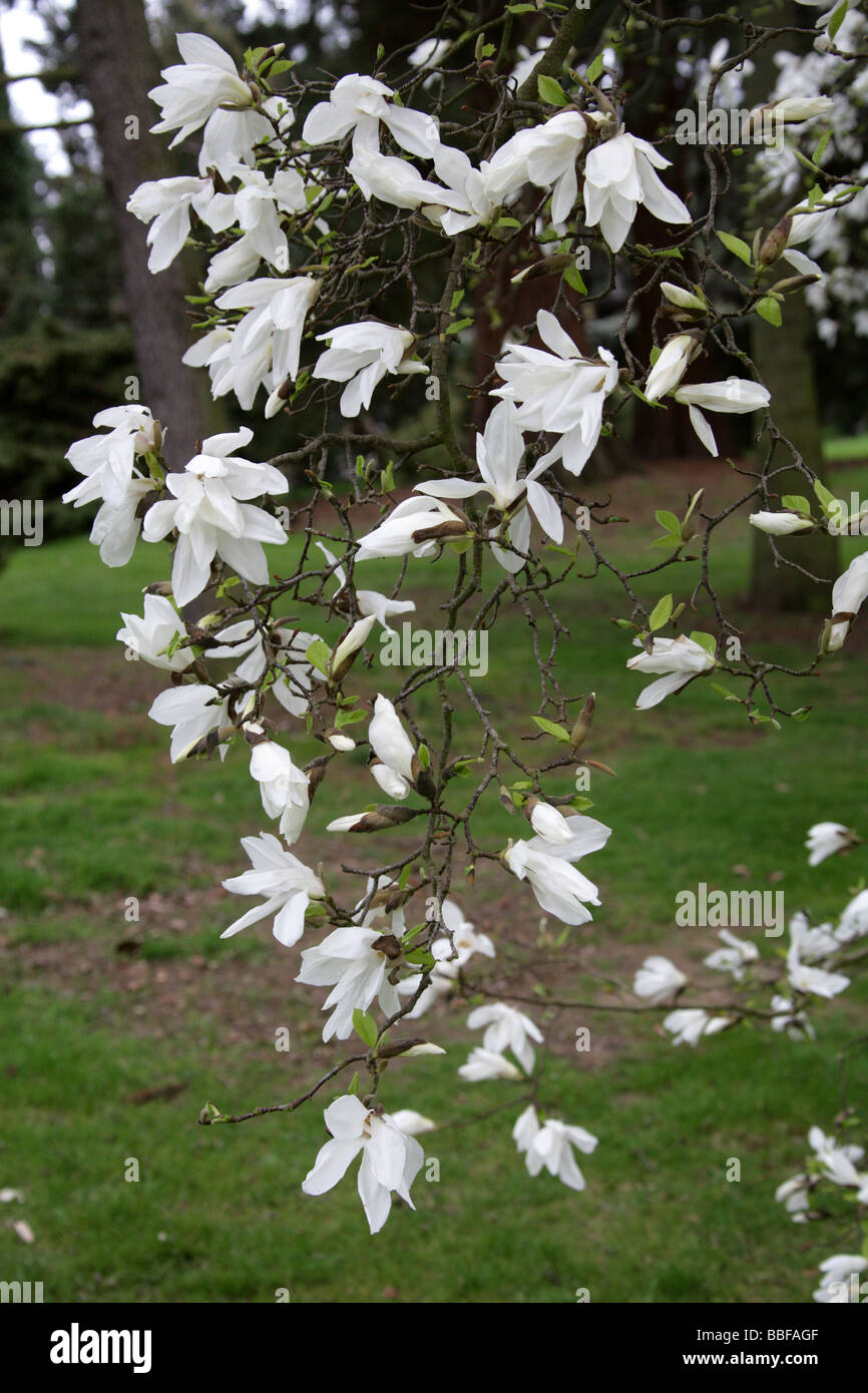 Kobushi Magnolia, Magnolia kobus, della Magnoliacee, Giappone Foto Stock