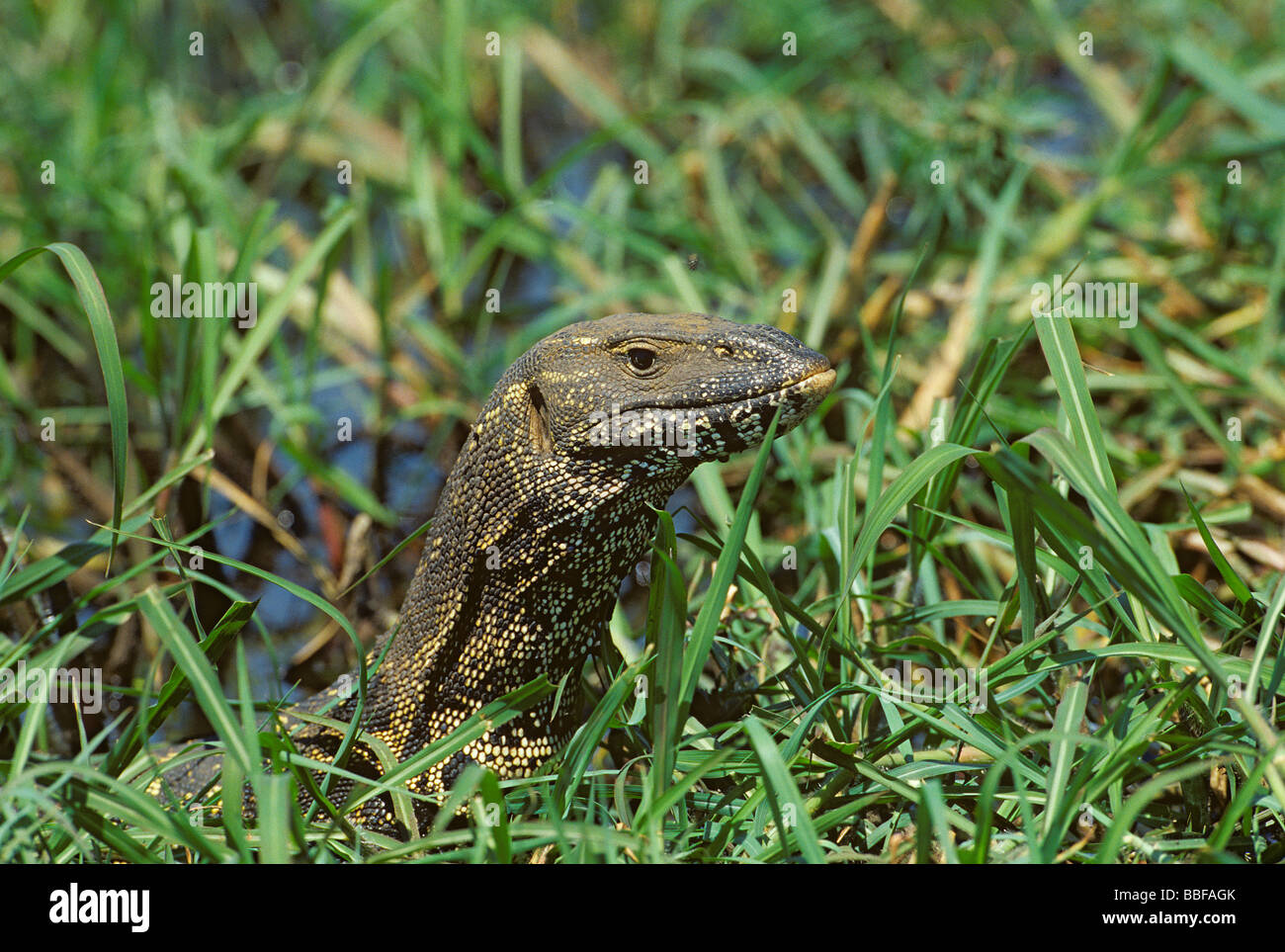 Monitor del Nilo Varanus niloloticus emerge dalla banca erbosa accanto al fiume Chobe Botswana Foto Stock