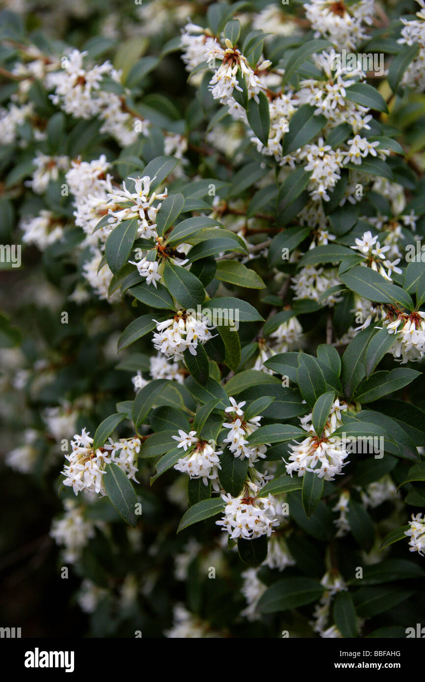 La Delavay Osmanthus, Osmanthus delavayi, Oleaceae | Piante ornamentali, a sud ovest della Cina Foto Stock