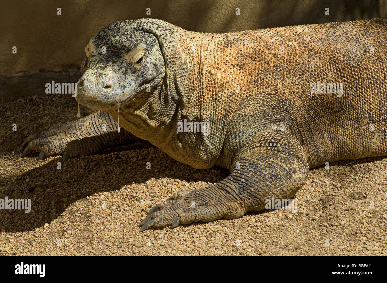 Drago di Komodo Varanus komodoensis produce Saliva Venefica Foto Stock