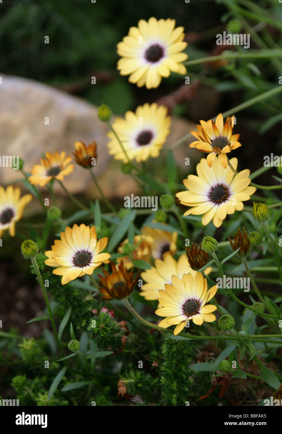 Africano o Cape Daisy, Osteospermum latticello, Asteraceae, Provincia del Capo, in Sud Africa Foto Stock