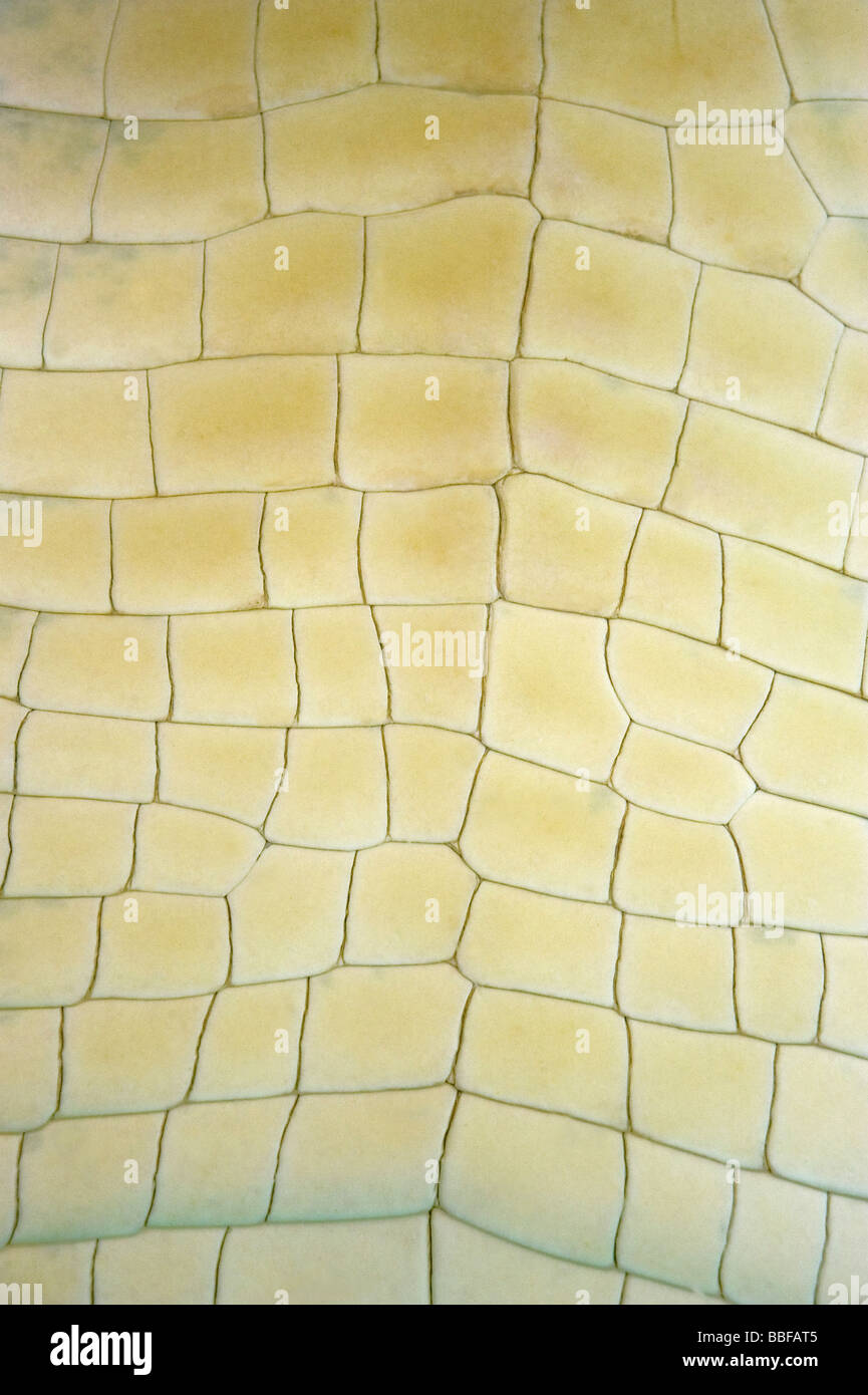 Dettaglio della pelle sulla parte inferiore del coccodrillo di acqua salata Crocodylus porosus è molto pregiato per la pelle di coccodrillo prodotti in Australia Foto Stock