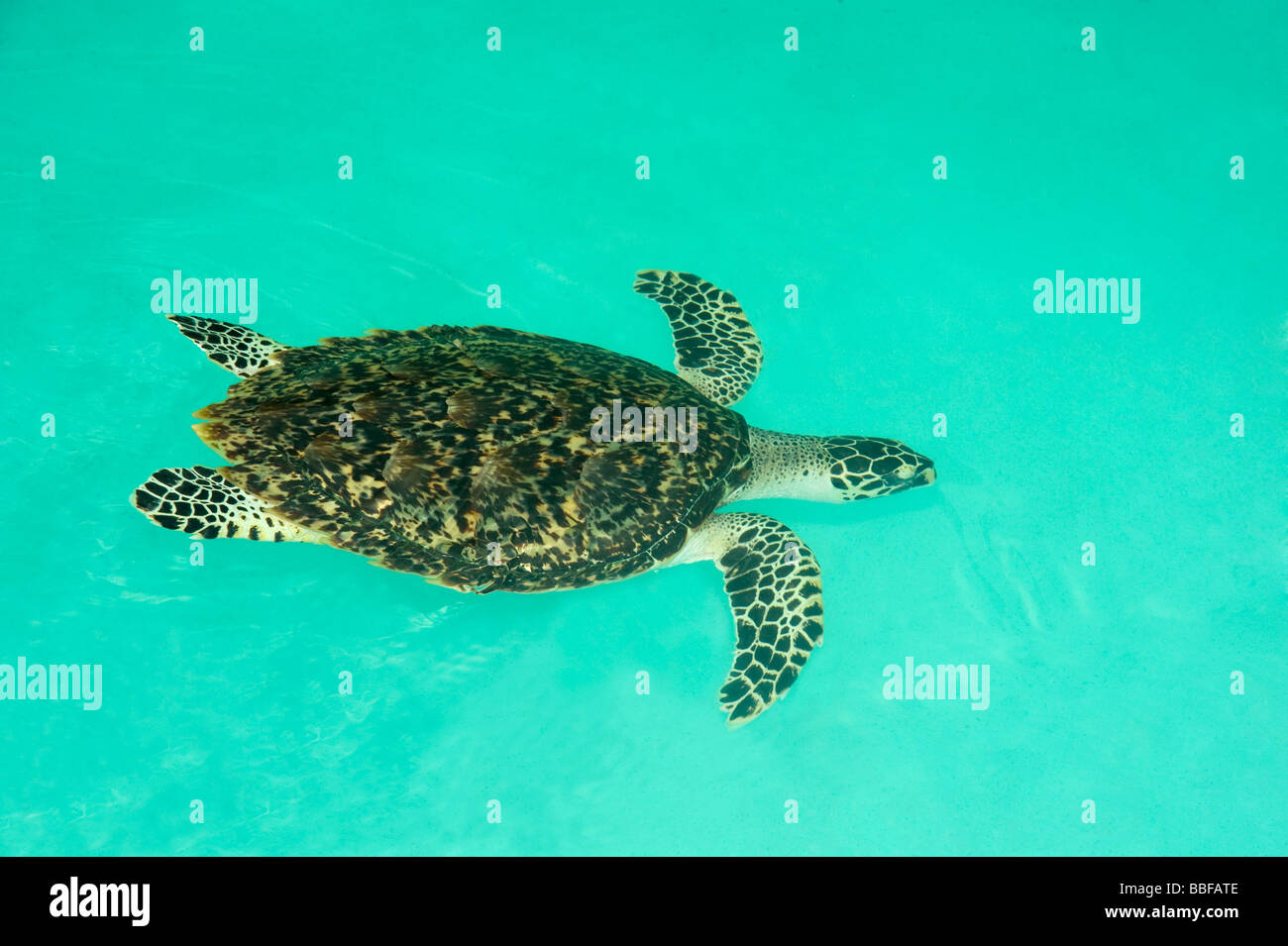 La tartaruga embricata Eretmochelys imbricata è in pericolo critico Foto Stock