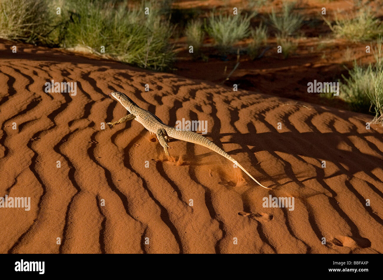 Sabbia o goanna Goulds monitor Varanus gouldii racing fino a rosso duna di sabbia alla prima luce vicino a Alice Springs Australia Foto Stock