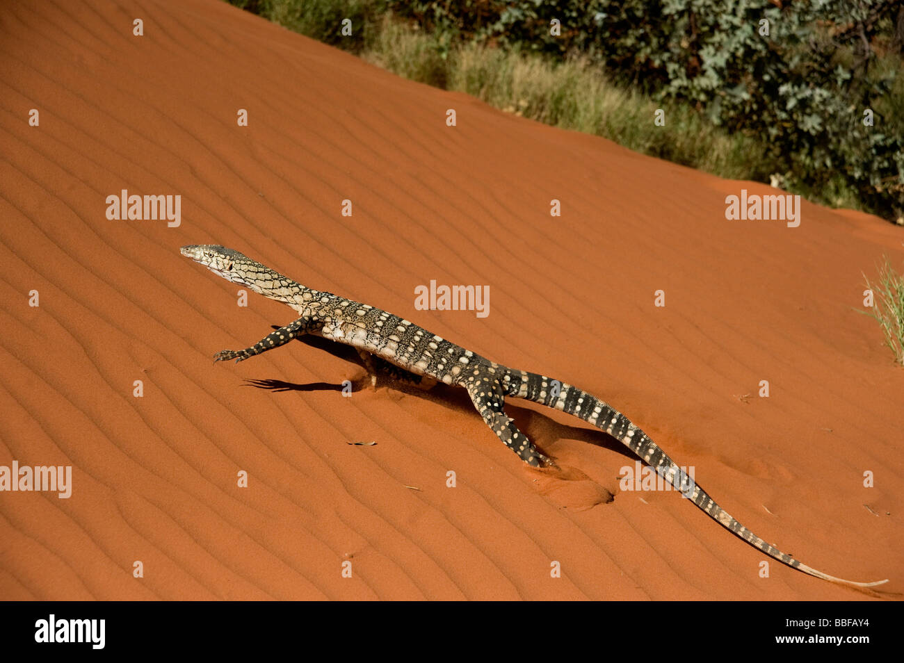 Perentie goanna su red dune di sabbia in Australia Foto Stock