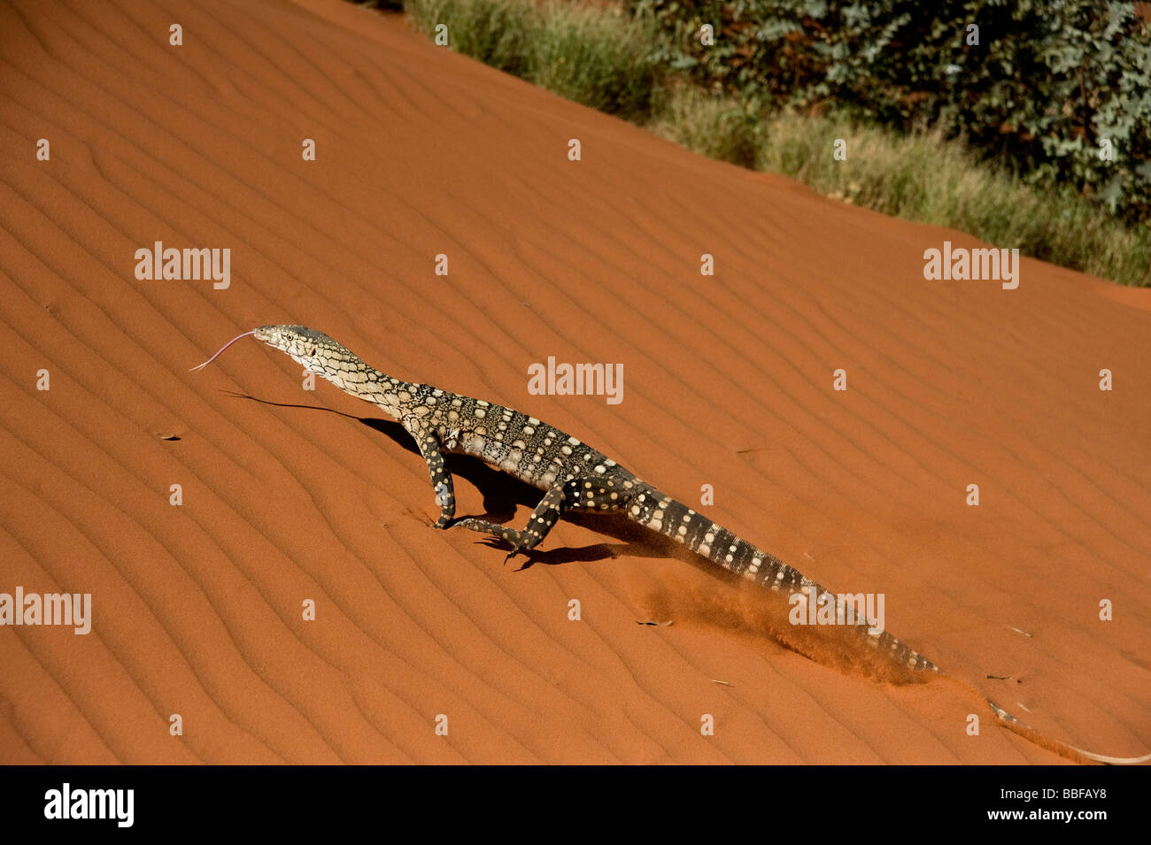 Perentie goanna su red dune di sabbia in Australia Foto Stock