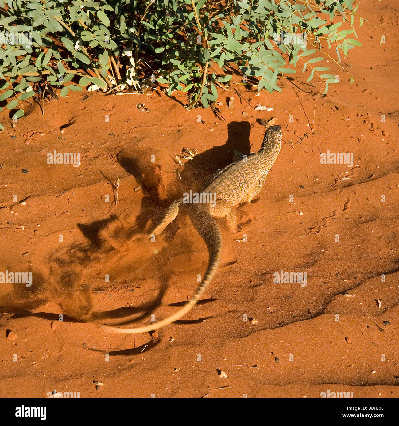 Sabbia o goanna Goulds monitor Varanus gouldii racing fino a rosso duna di sabbia alla prima luce vicino a Alice Springs Australia Foto Stock