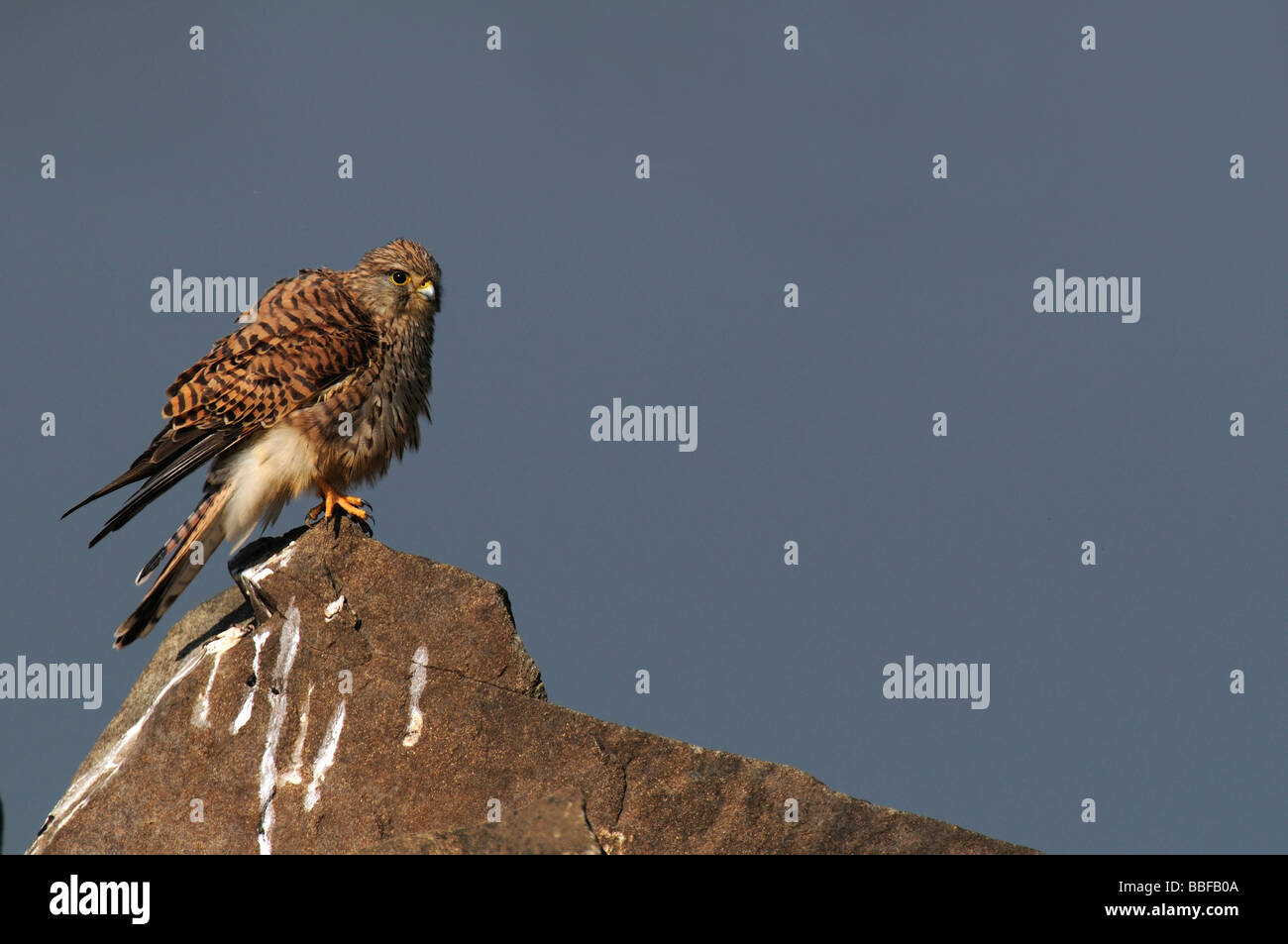 Il Gheppio comune seduto su una pietra comune gheppio seduto su una Pietra Occhio guardare Foto Stock