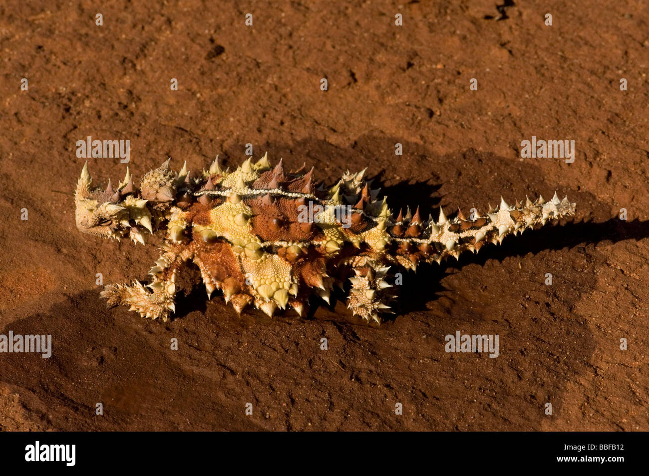 Diavolo spinoso redige acqua nel deserto australiano Foto Stock