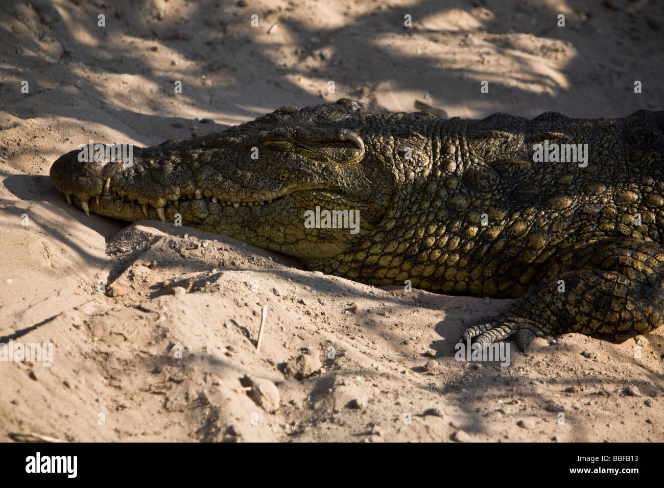 Coccodrillo dorme in Botswana. Foto Stock