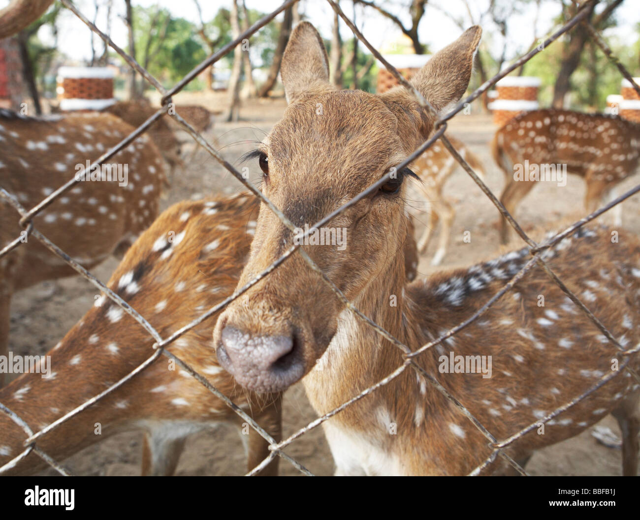 Il cervo a Sarnath centro buddista Varanasi India Foto Stock
