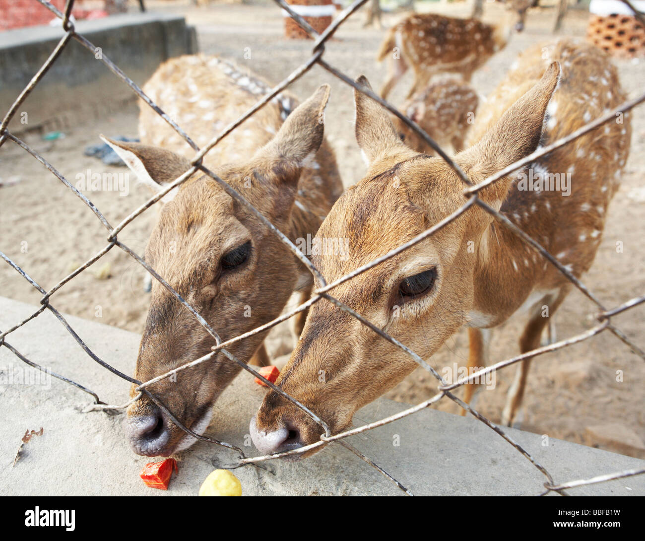 Alimentazione di cervi a Sarnath centro buddista Varanasi India Foto Stock