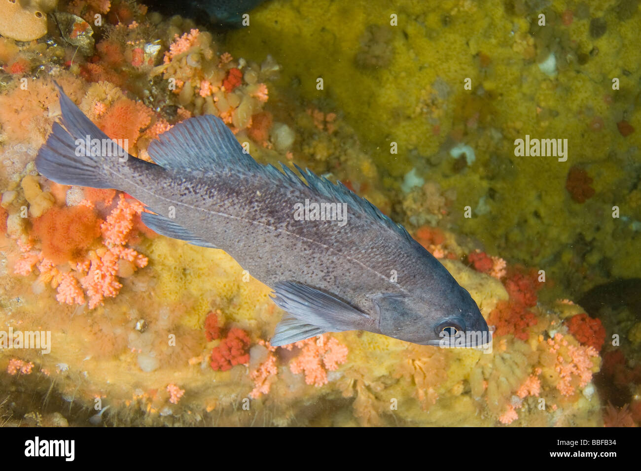 Dark pesce Sebastes ciliatus Southeast Alaska Foto Stock