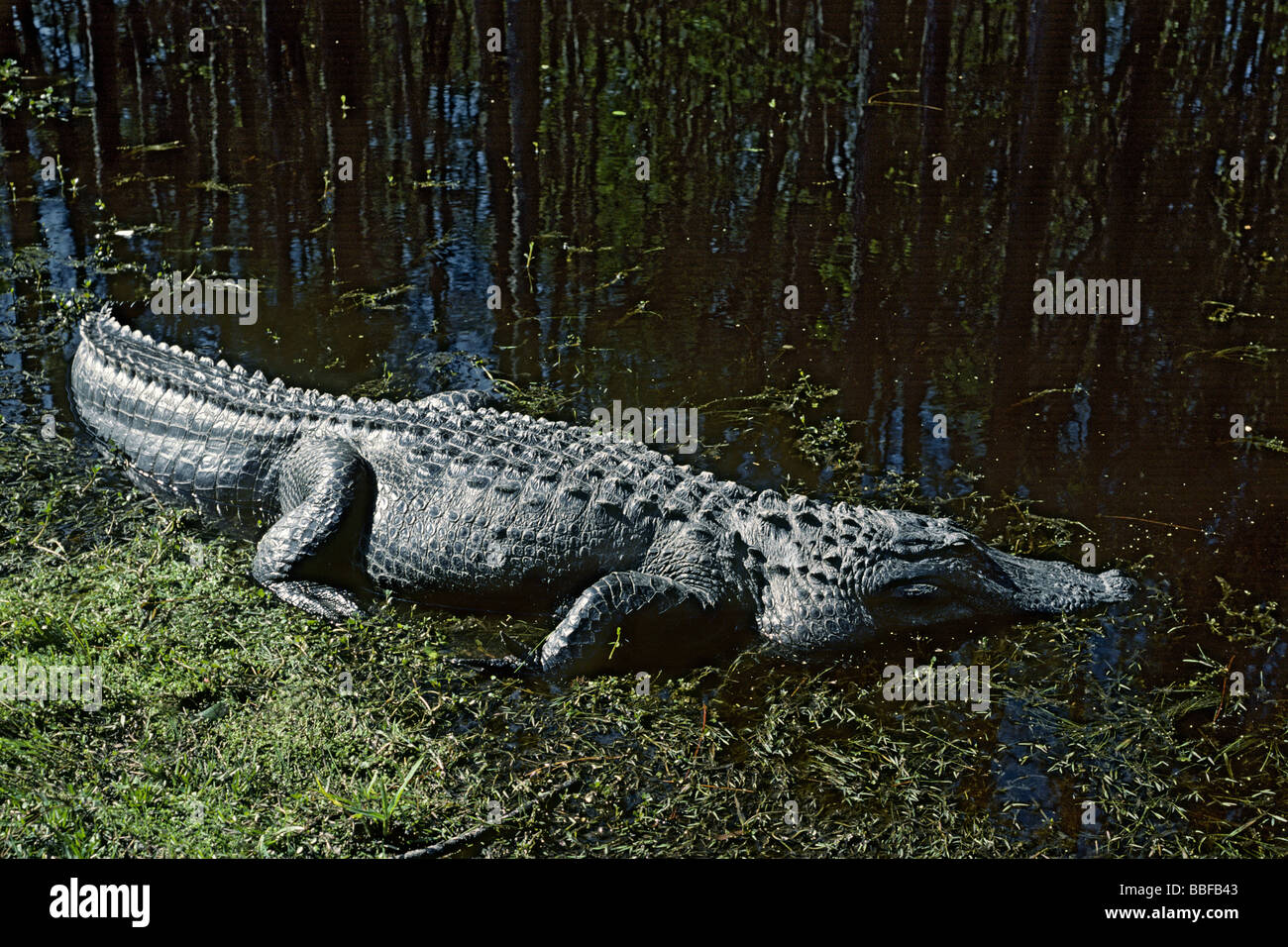 American alligator Alligator mississippiensis crogiolarsi al bordo dell'acqua Okefenokee Swamp USA Foto Stock
